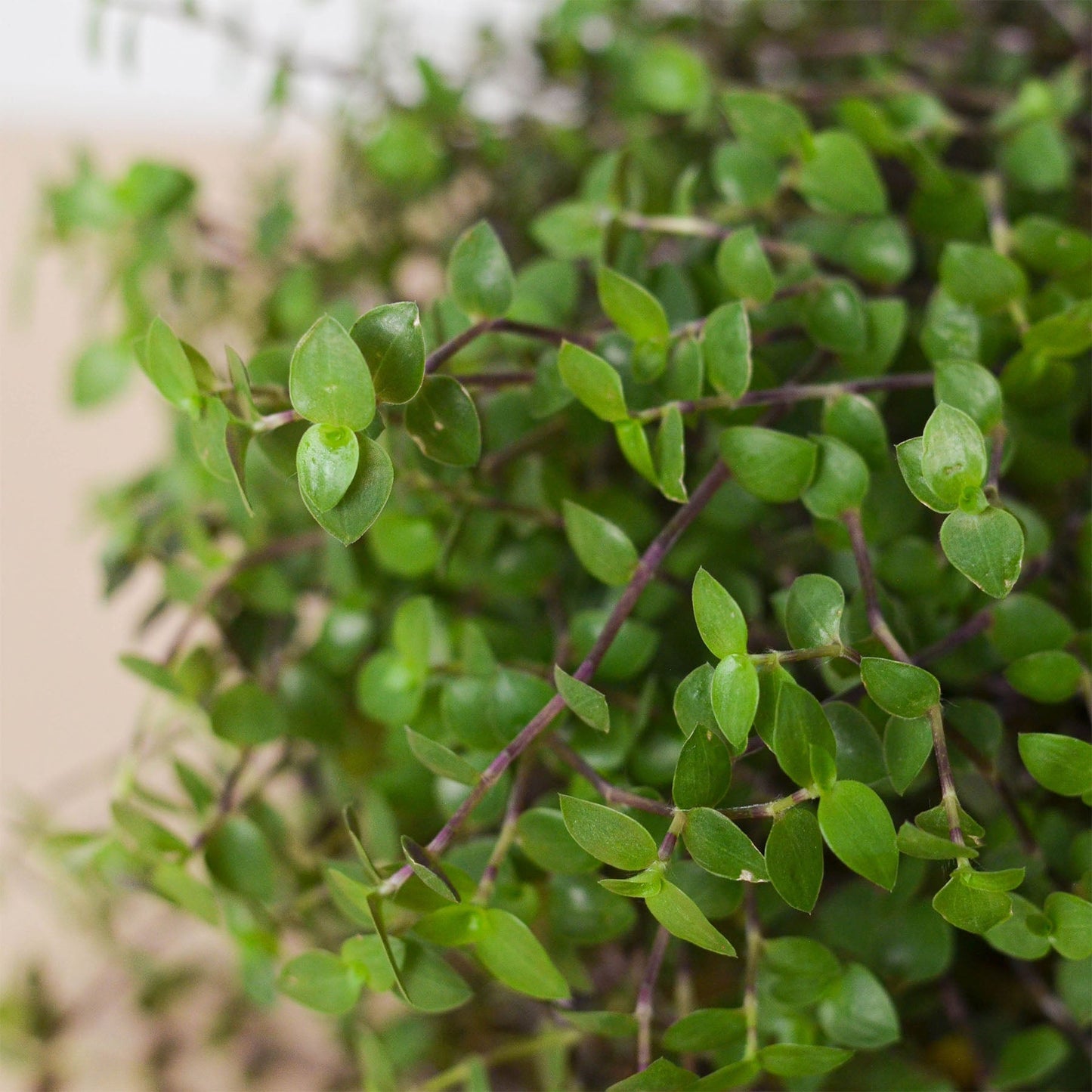 Calasia Repens potted plant