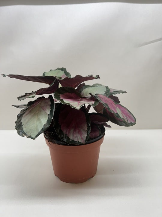 Calathea roseopicta 'Silvia' potted plant