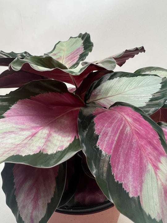 Calathea roseopicta 'Silvia' potted plant