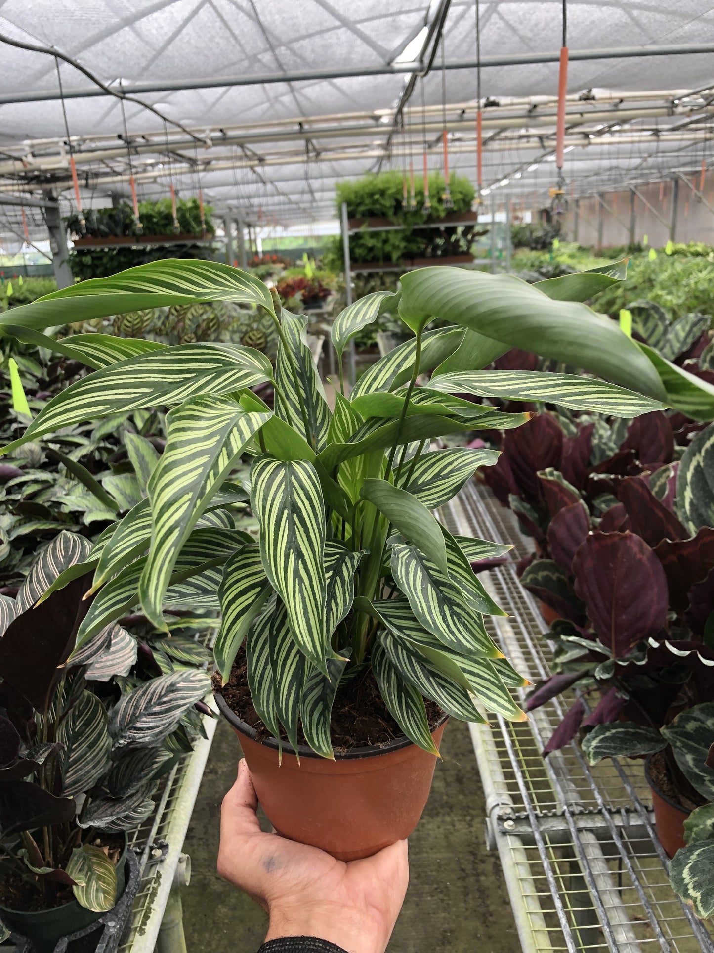 Calathea 'Vittata' potted plant