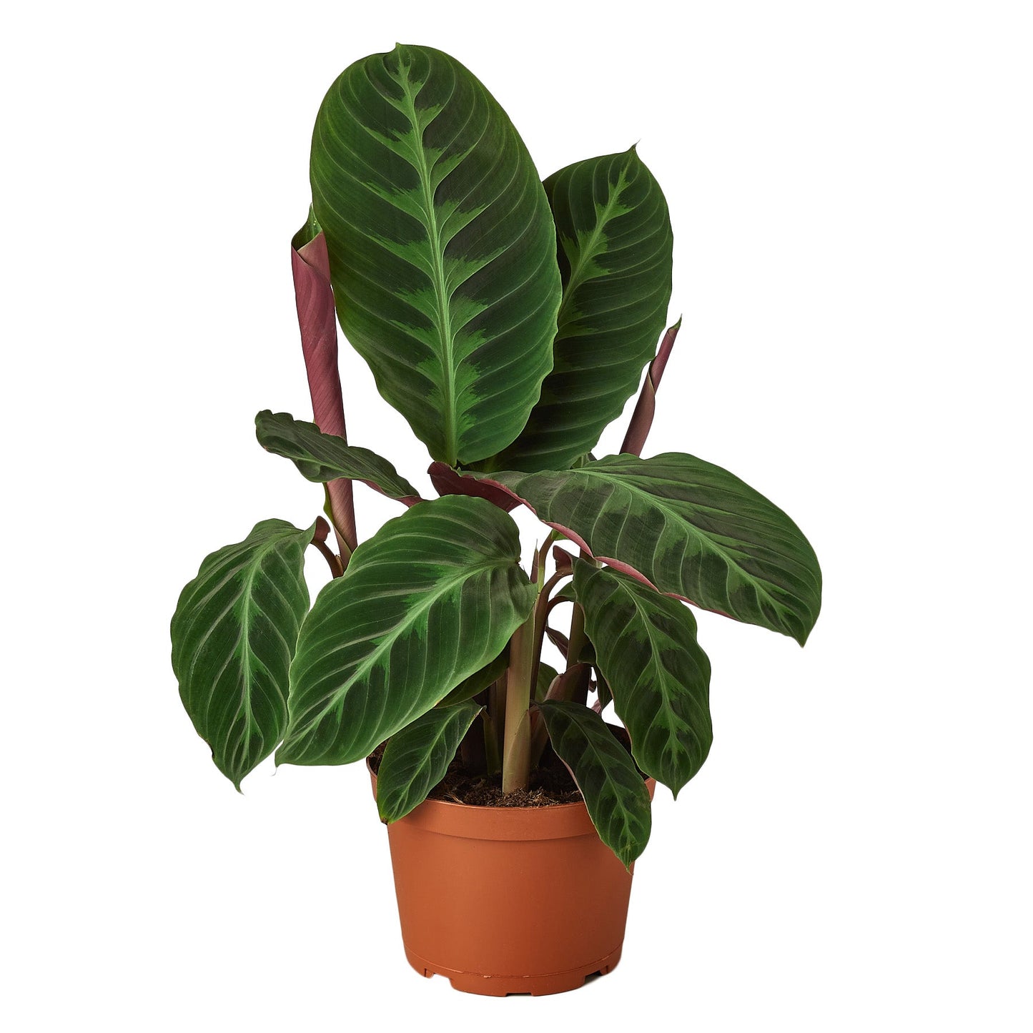 Calathea 'Warscewiczii' 6" potted plant