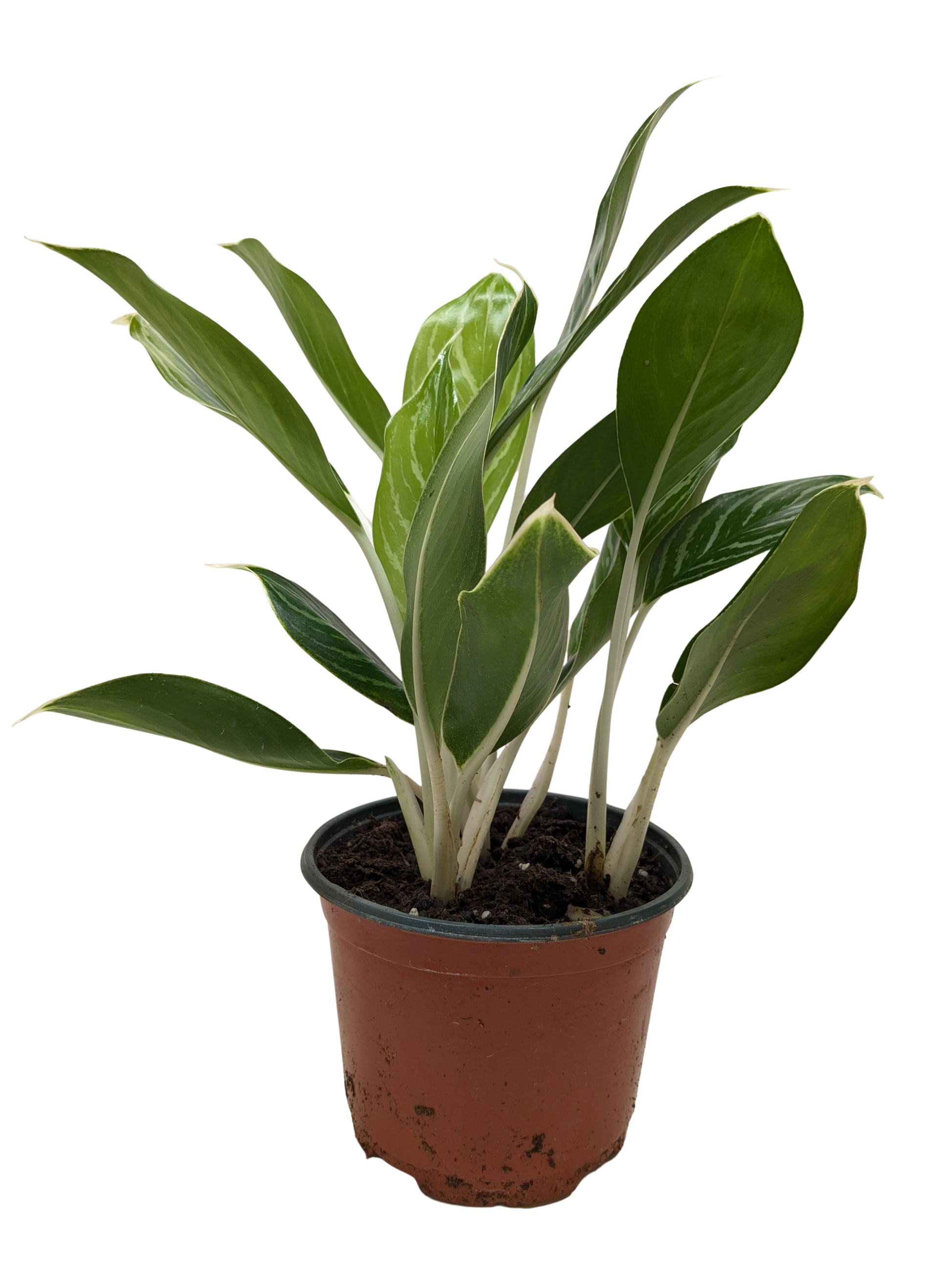 Chinese Evergreen 'Snow Cap' 4" potted plant