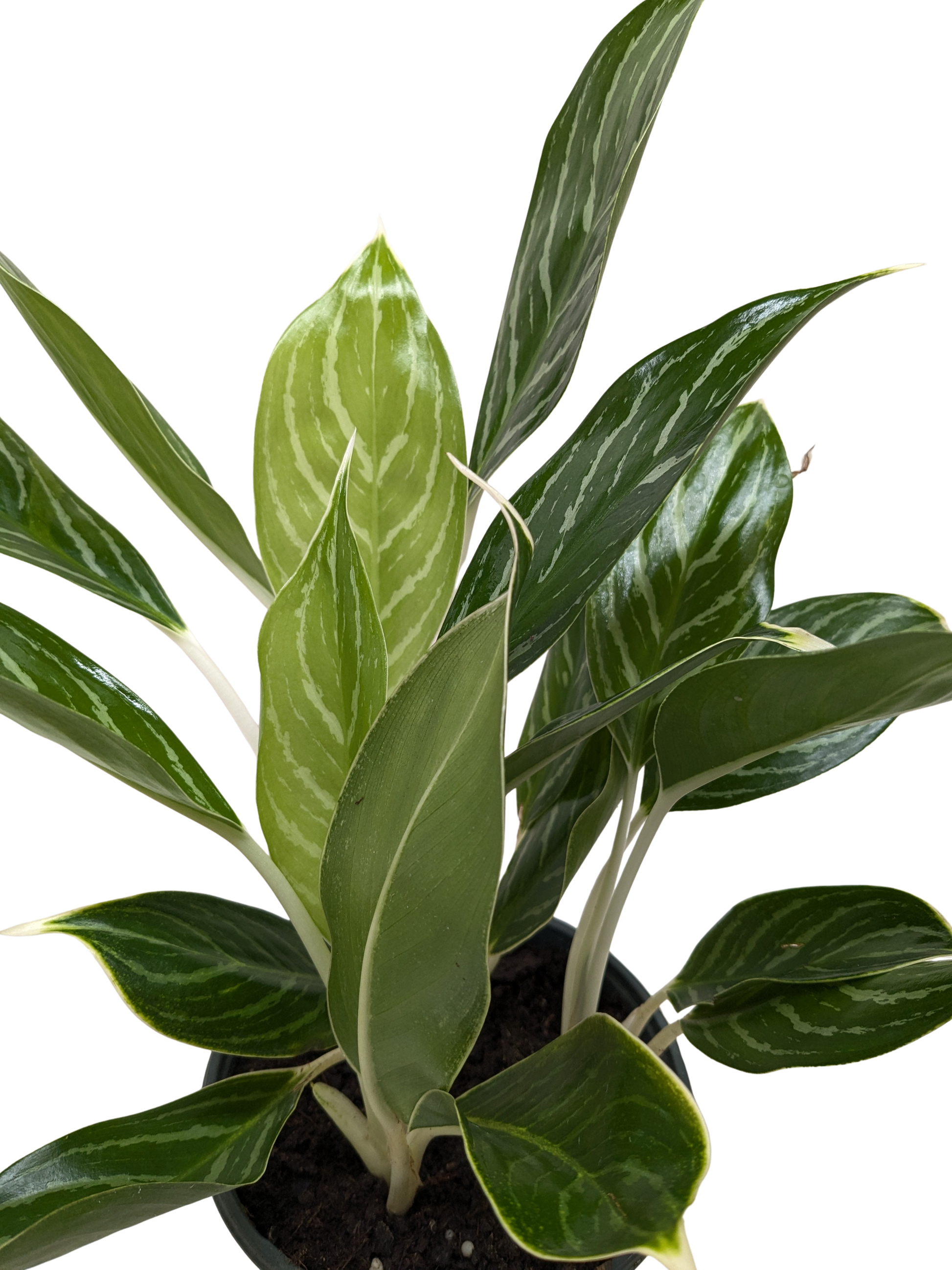 Chinese Evergreen 'Snow Cap' 4" potted plant