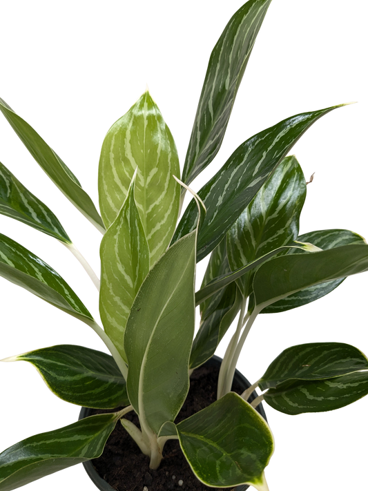 Chinese Evergreen 'Snow Cap' 4" potted plant