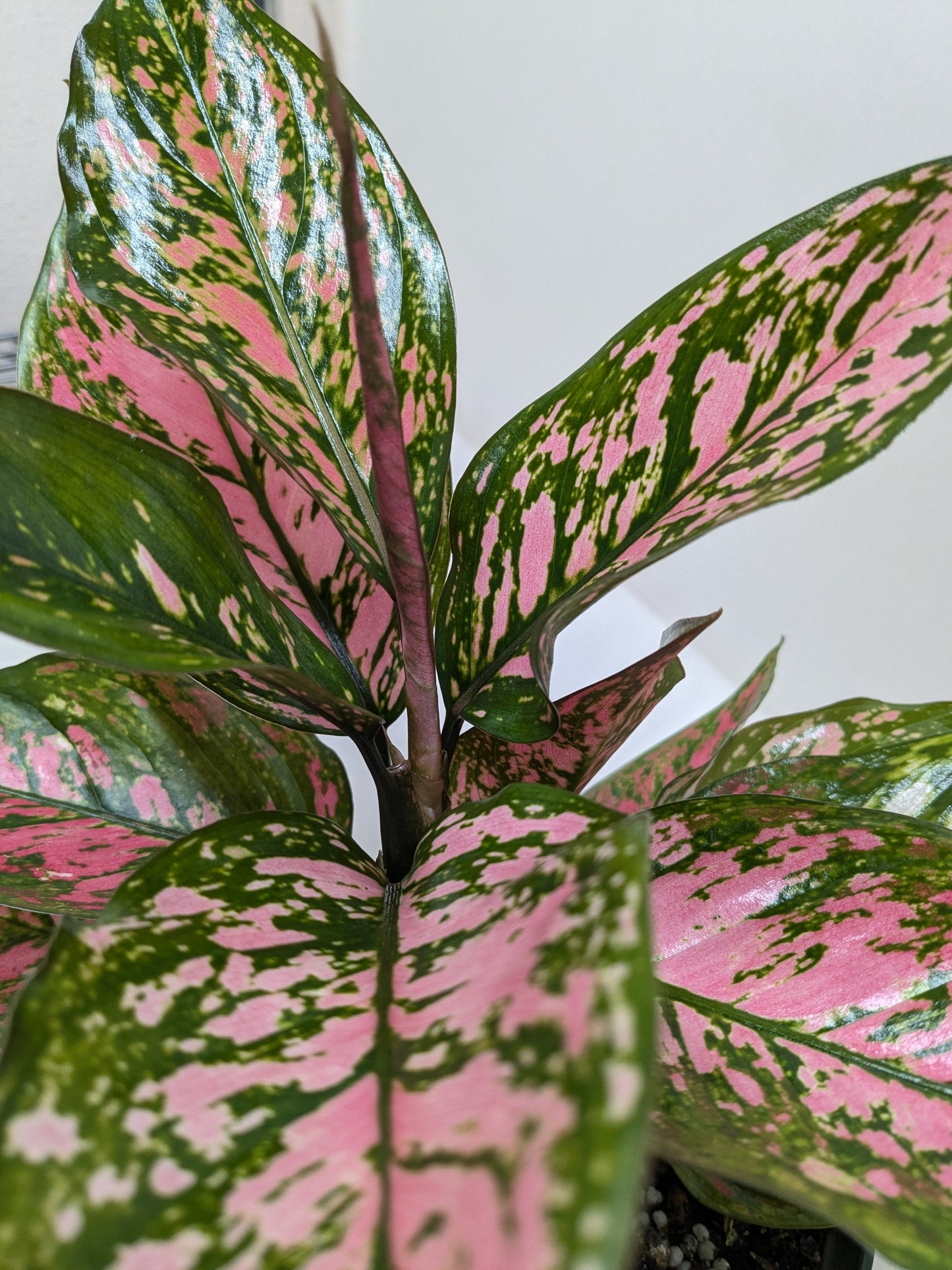 Chinese Evergreen 'Wishes' 4" potted plant