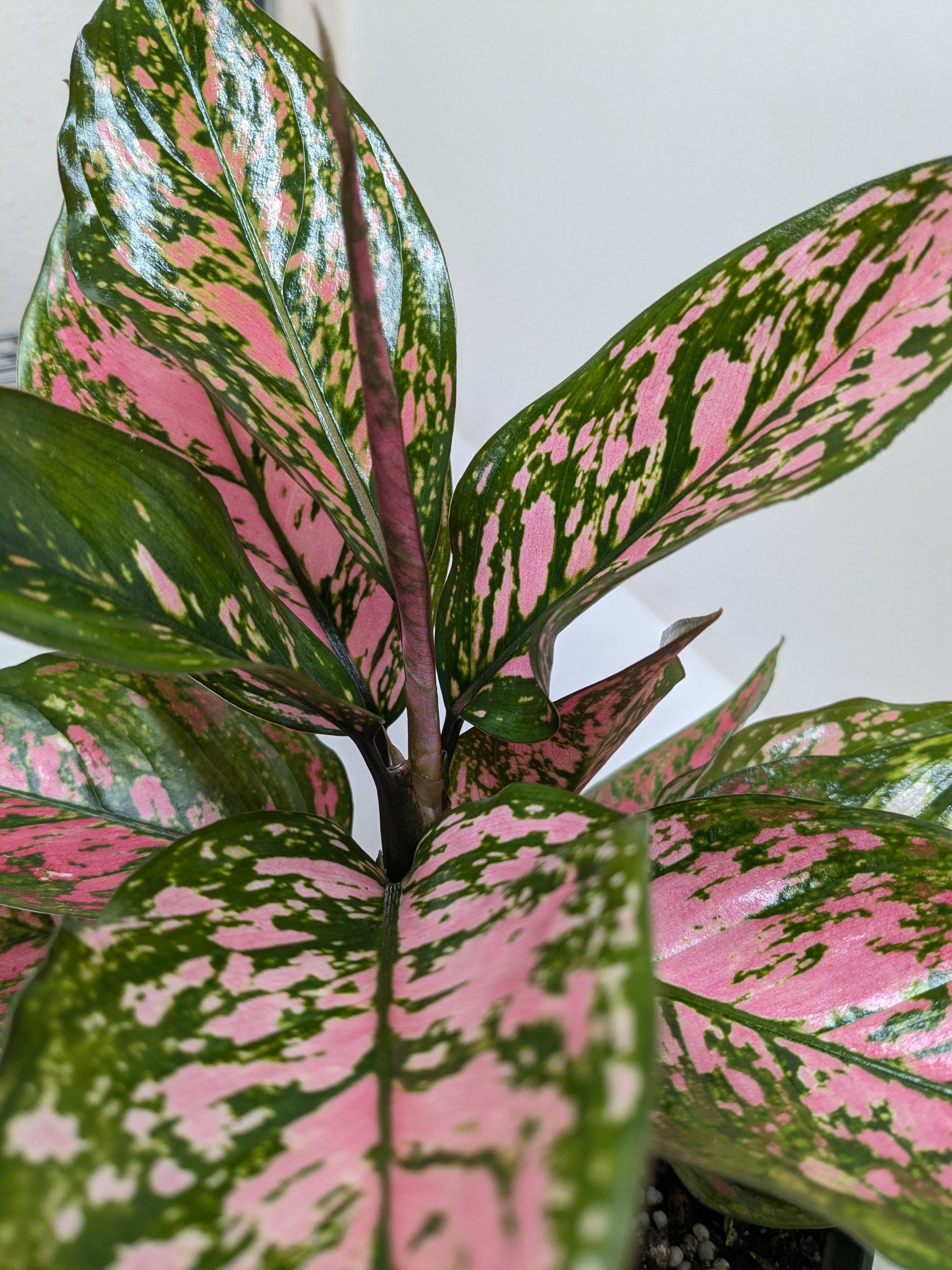 Chinese Evergreen 'Wishes' 4" potted plant