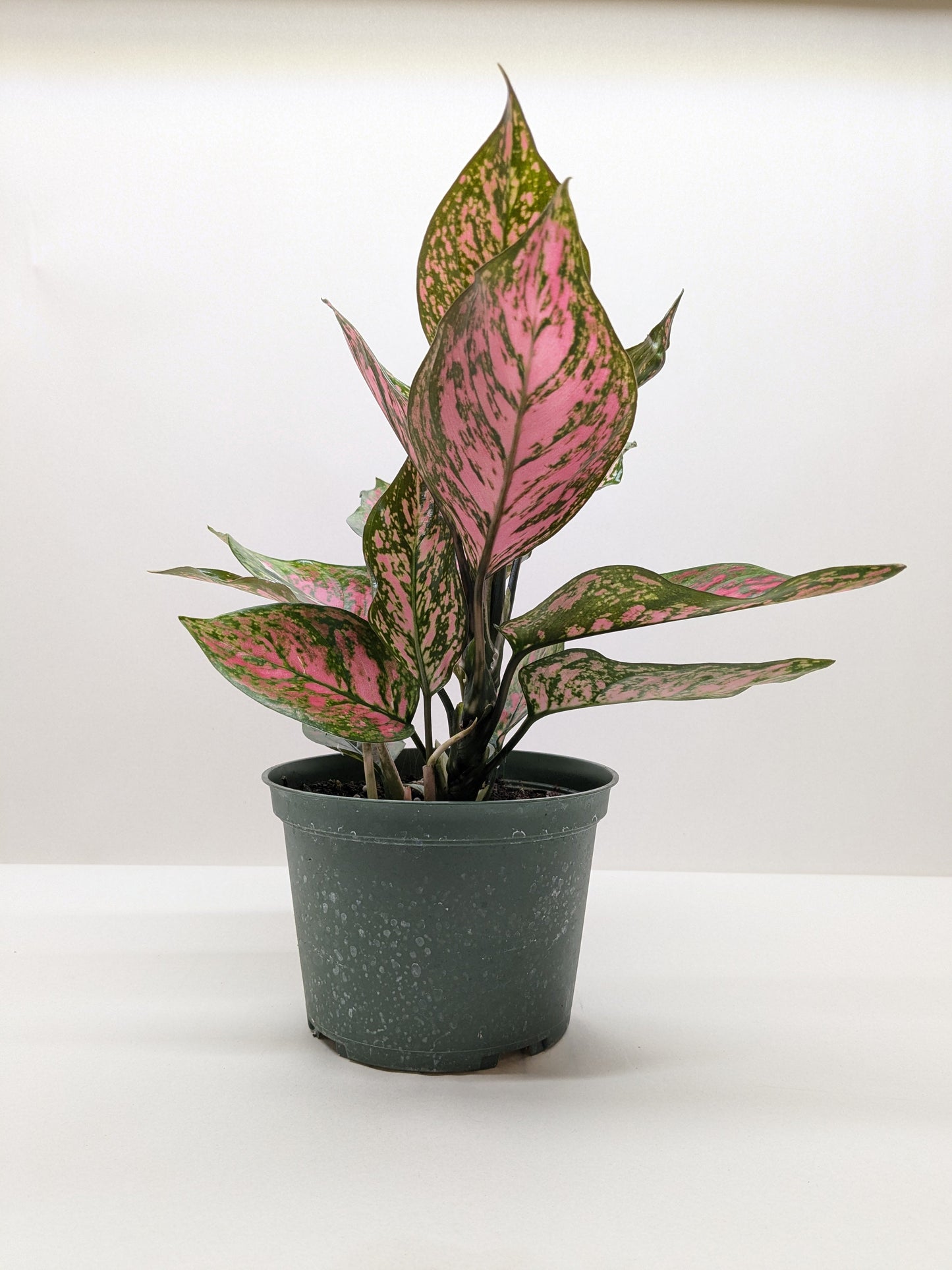 Chinese Evergreen 'Wishes' 4" potted plant