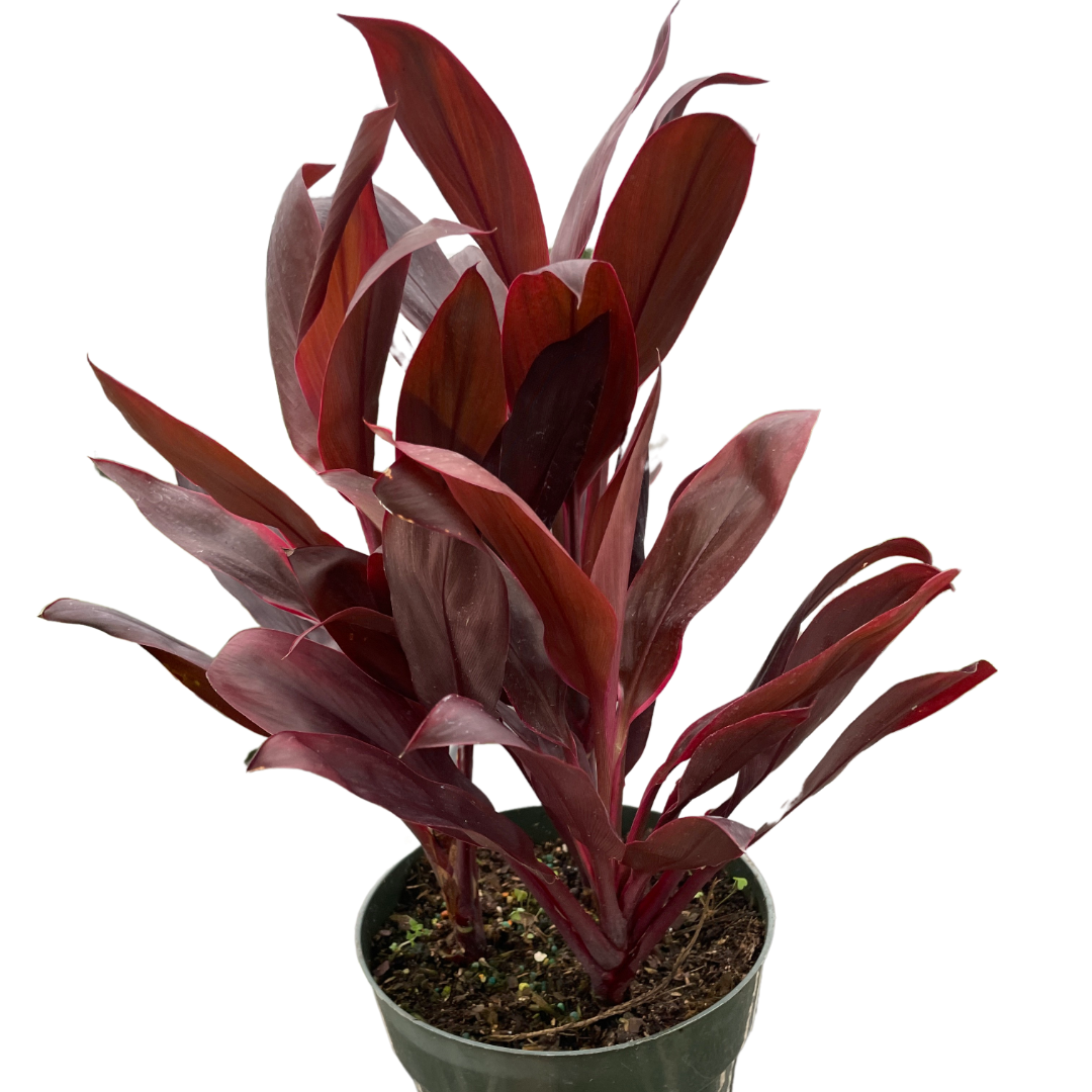 Cordyline 'Calypso Queen' potted plant