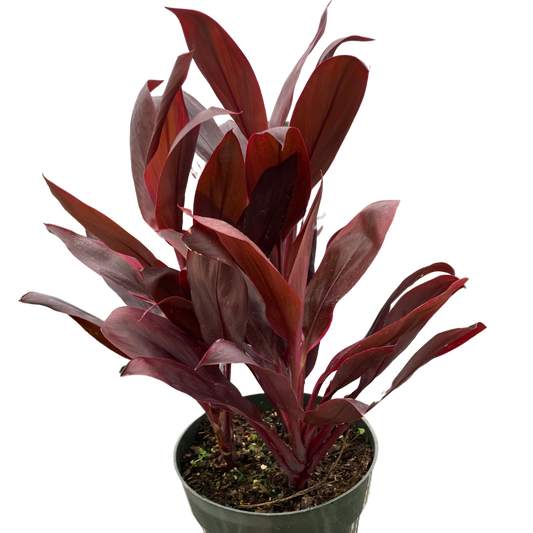 Cordyline 'Calypso Queen' potted plant