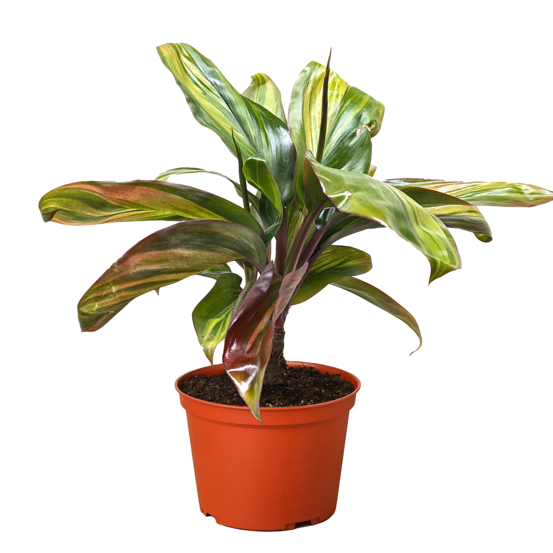 Cordyline Willies Gold potted plant