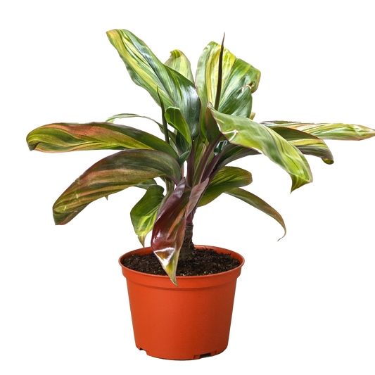 Cordyline Willies Gold potted plant