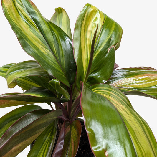 Cordyline Willies Gold potted plant