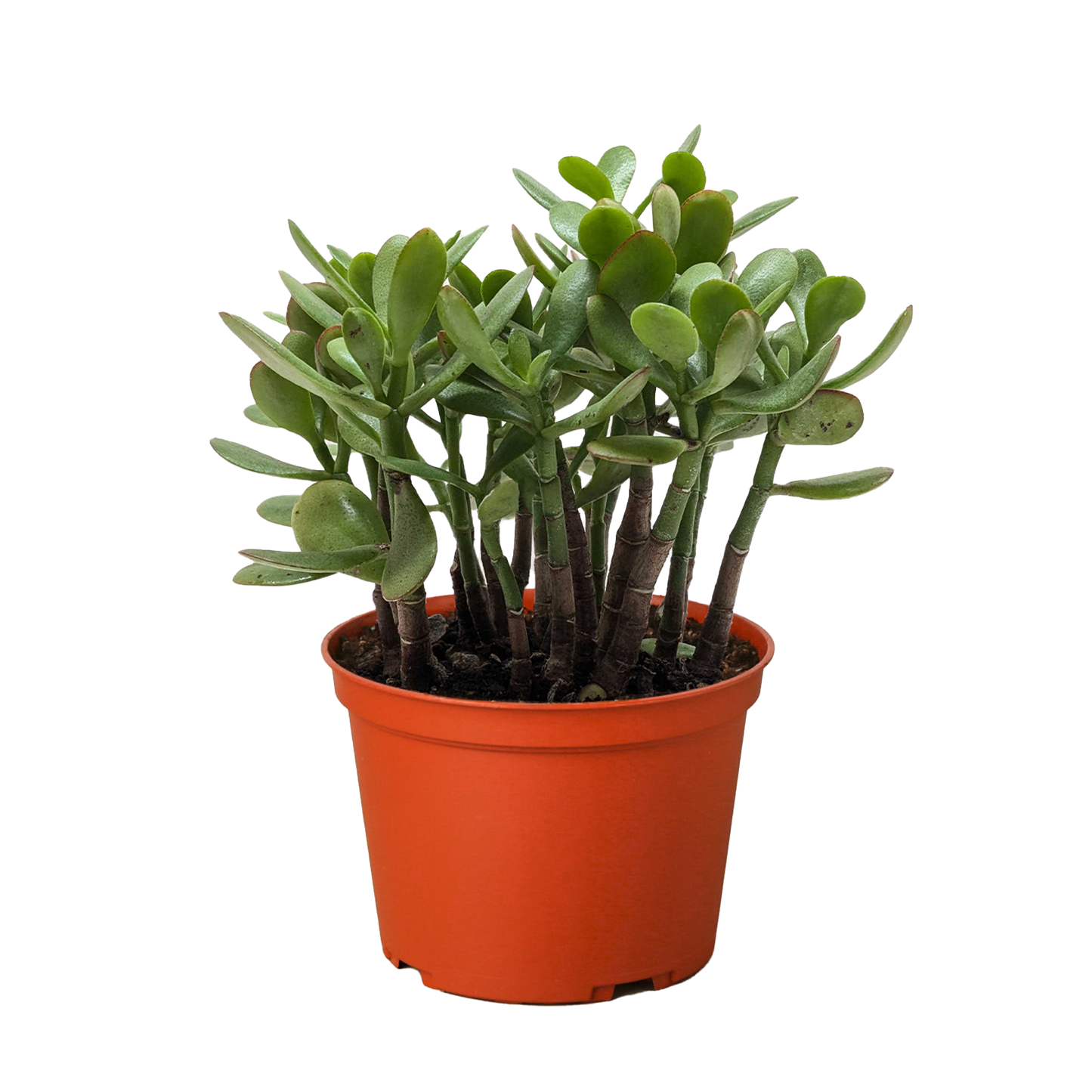 Succulent Crassula 'Jade' potted plant