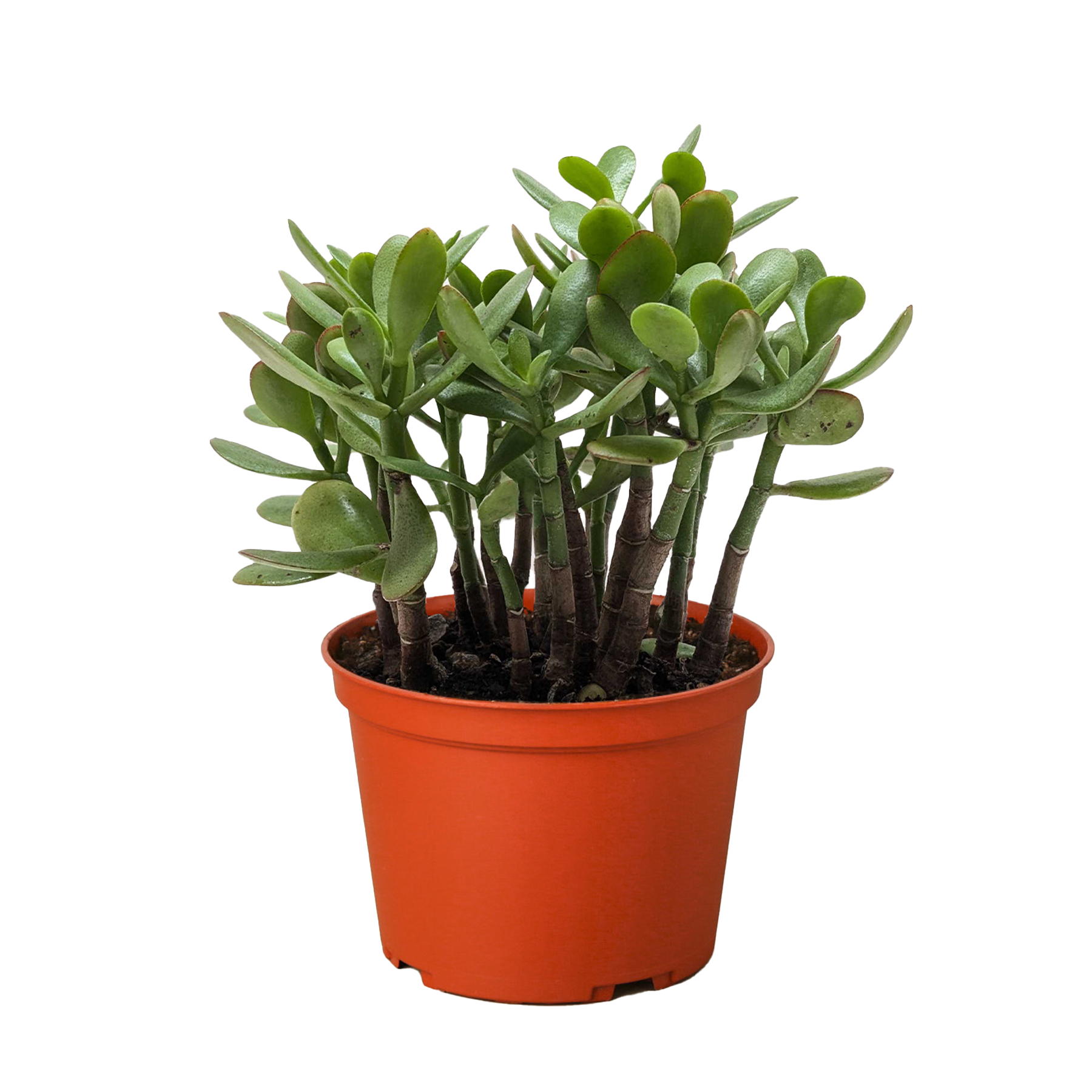 Succulent Crassula 'Jade' potted plant