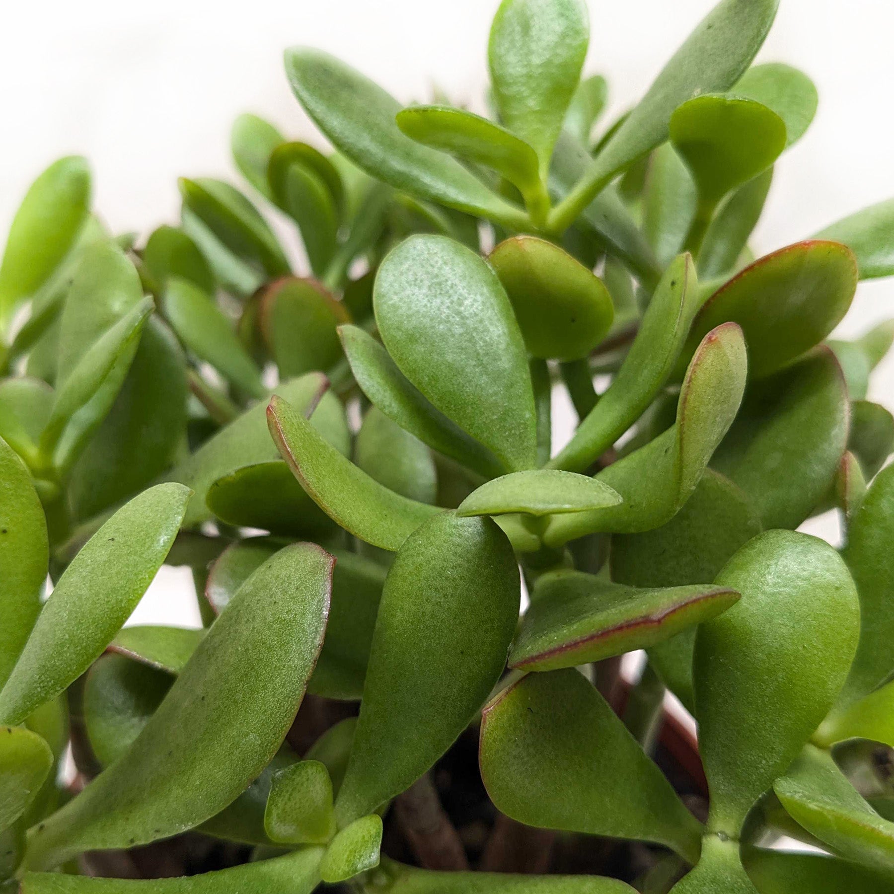 Succulent Crassula 'Jade' potted plant