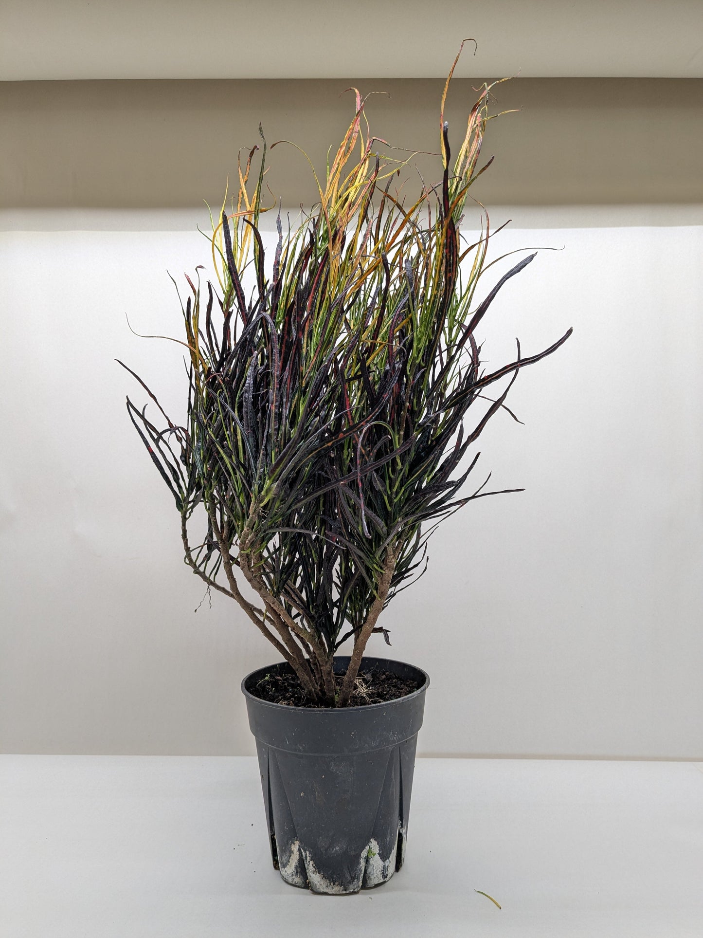 Croton 'Picasso' potted plant