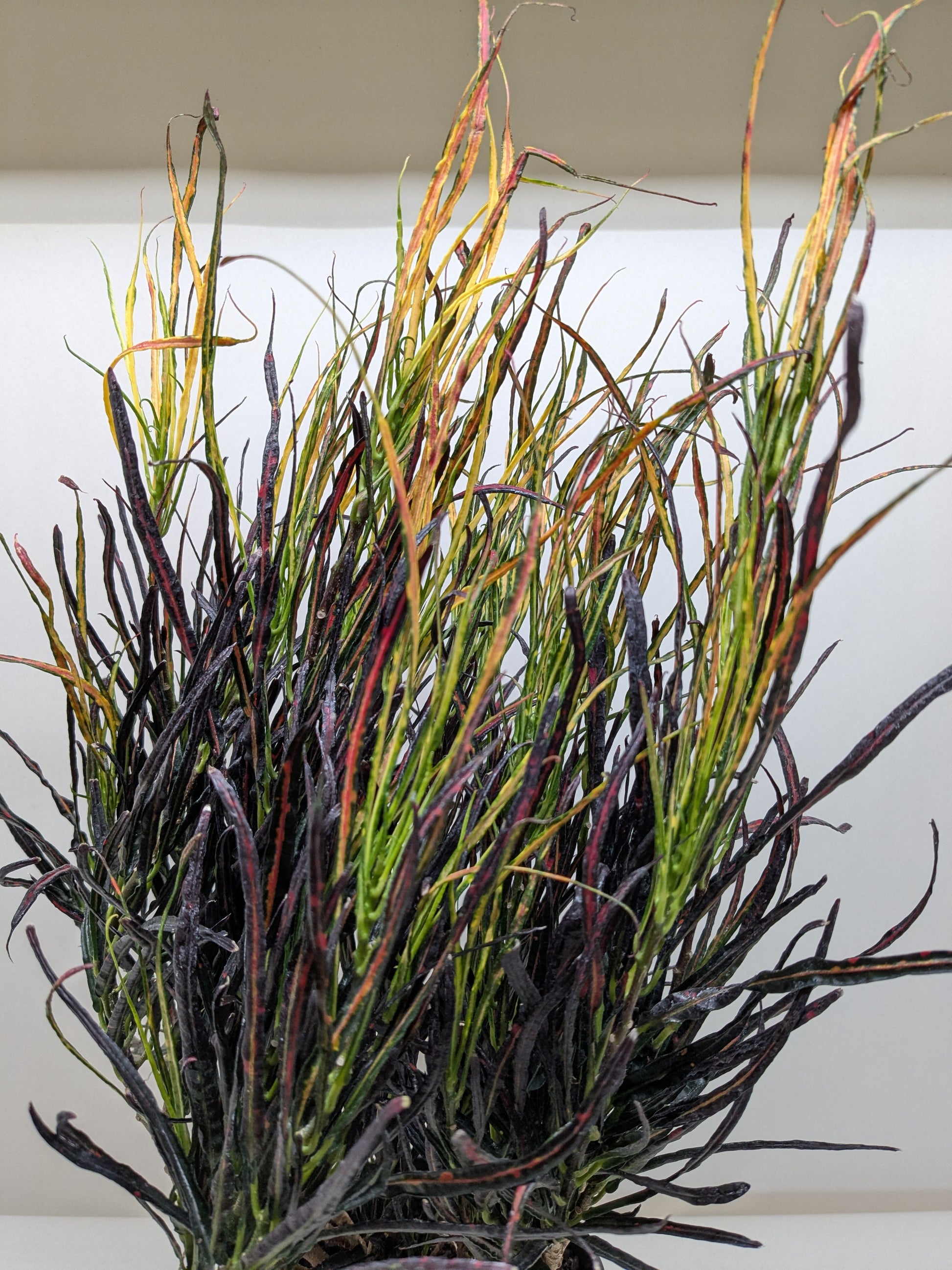 Croton 'Picasso' potted plant