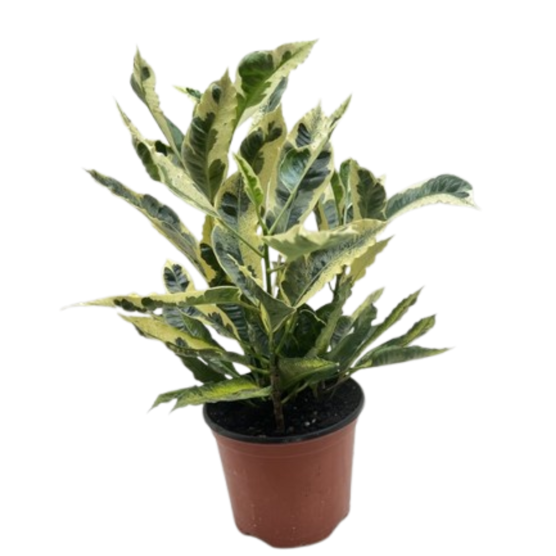 Croton 'Tamara' potted plant