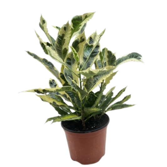 Croton 'Tamara' potted plant