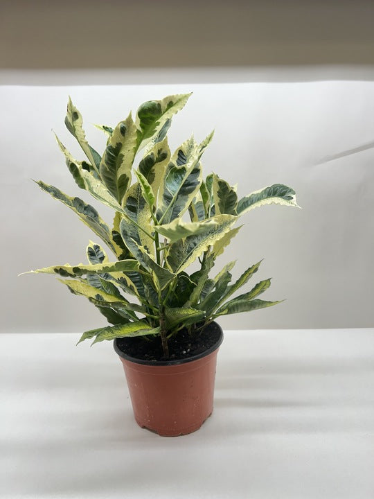 Croton 'Tamara' potted plant