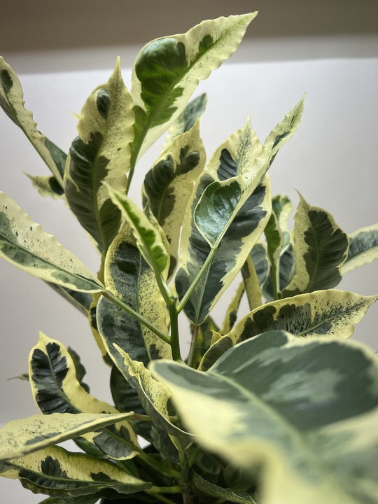 Croton 'Tamara' potted plant