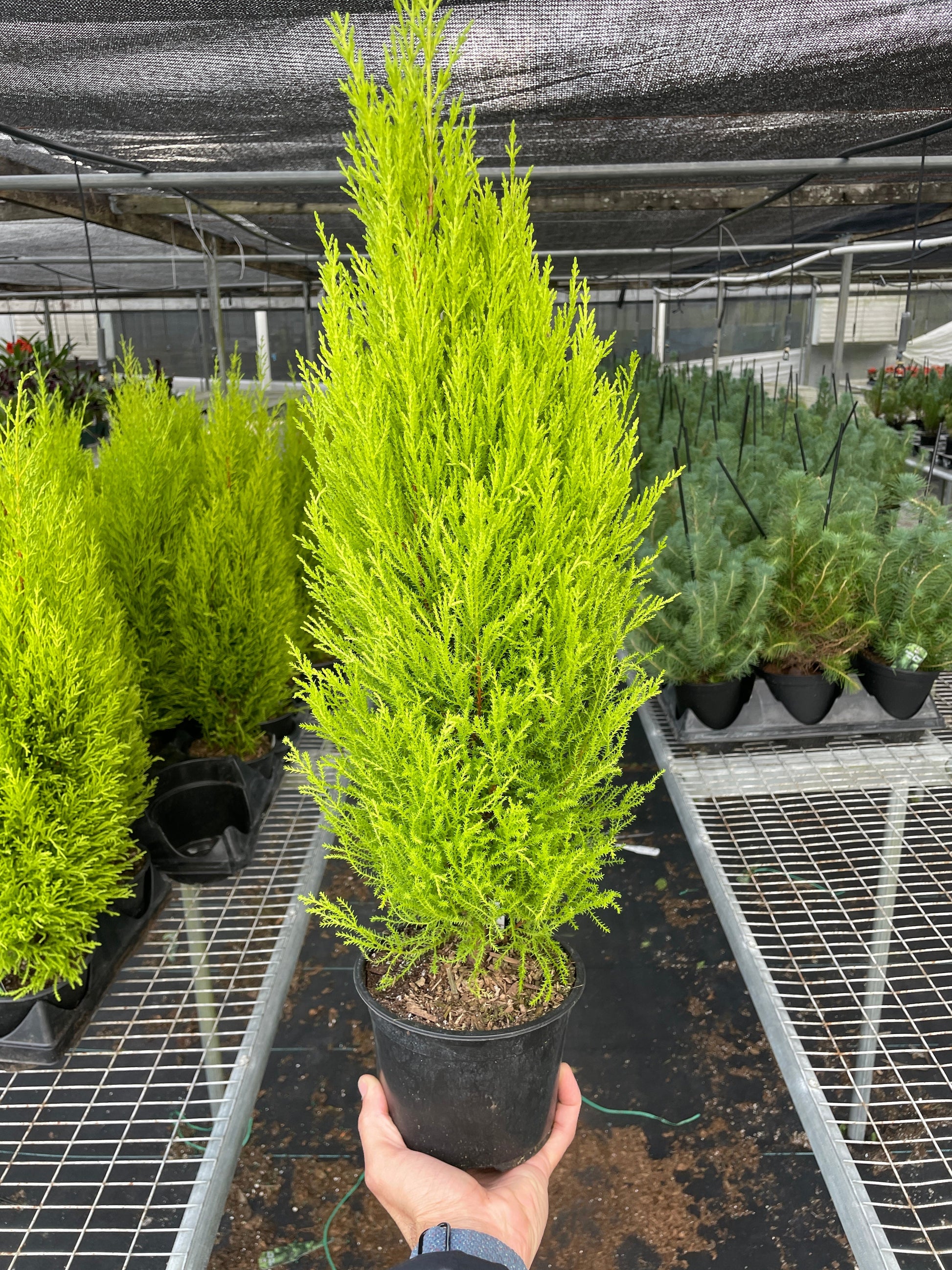 Cypress Lemon potted plant