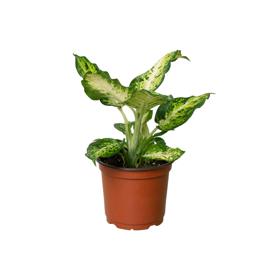 Dieffenbachia 'Amy' potted plant