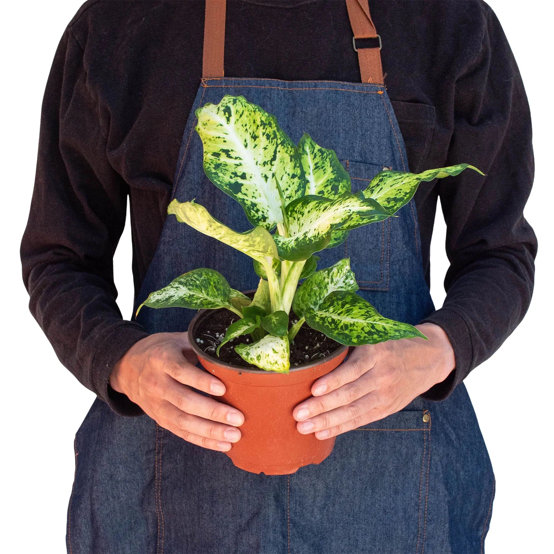 Dieffenbachia 'Amy' potted plant