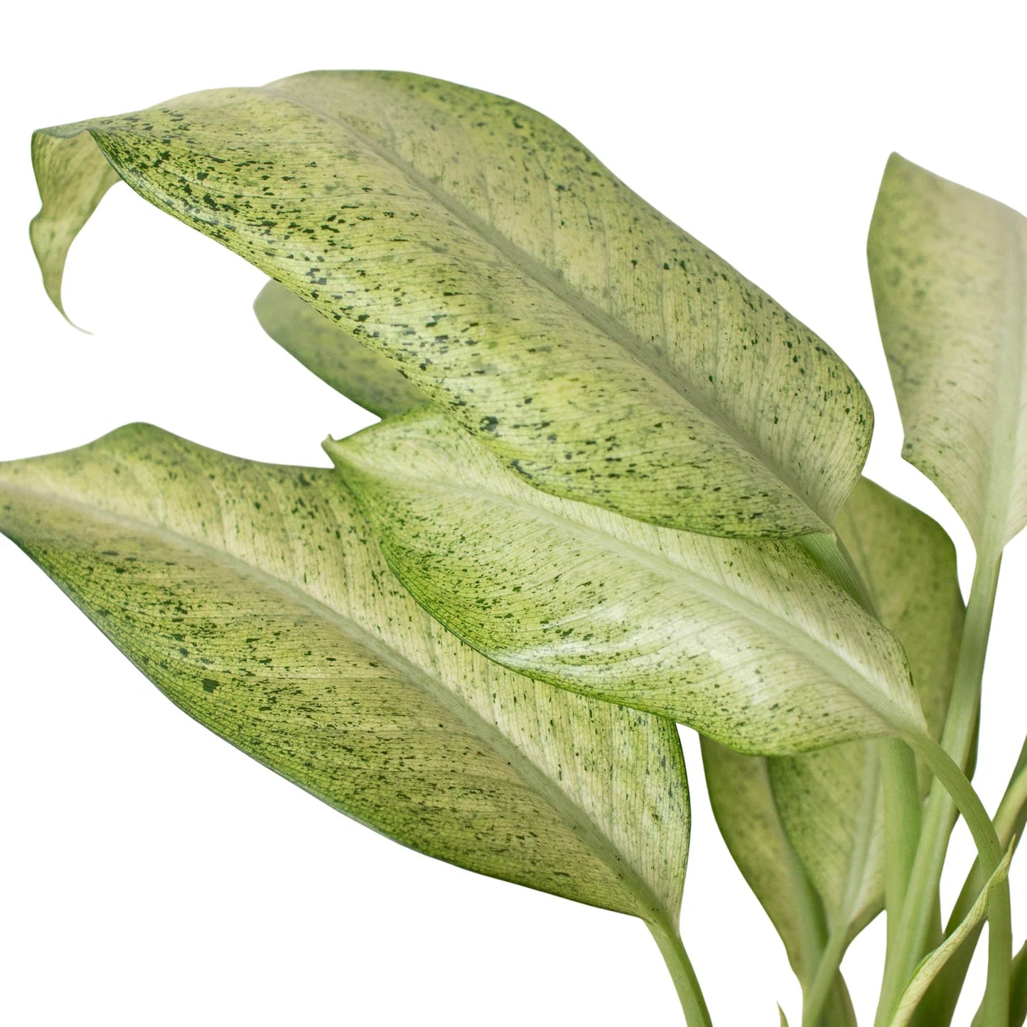 Dieffenbachia 'Camouflage' potted plant