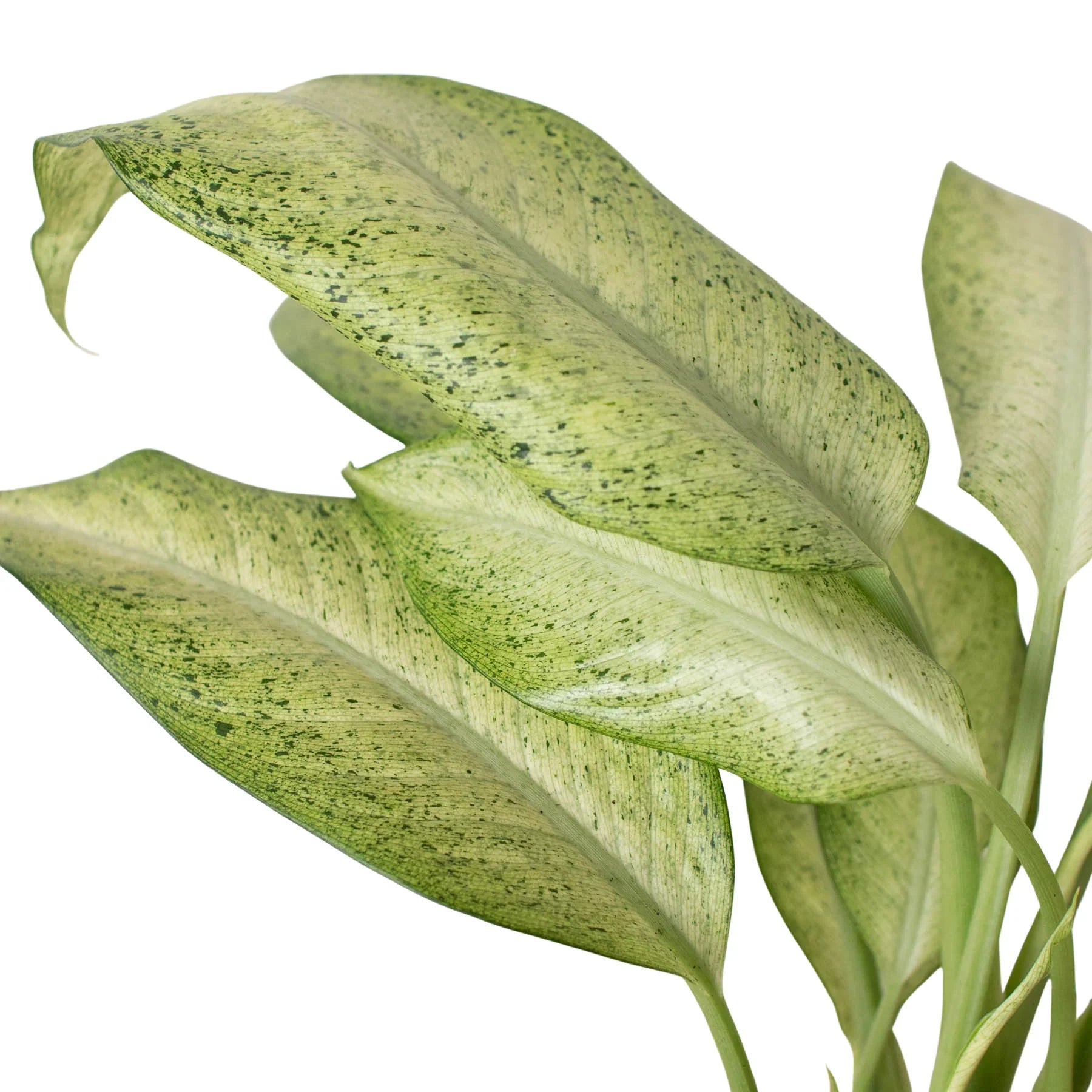 Dieffenbachia 'Camouflage' potted plant