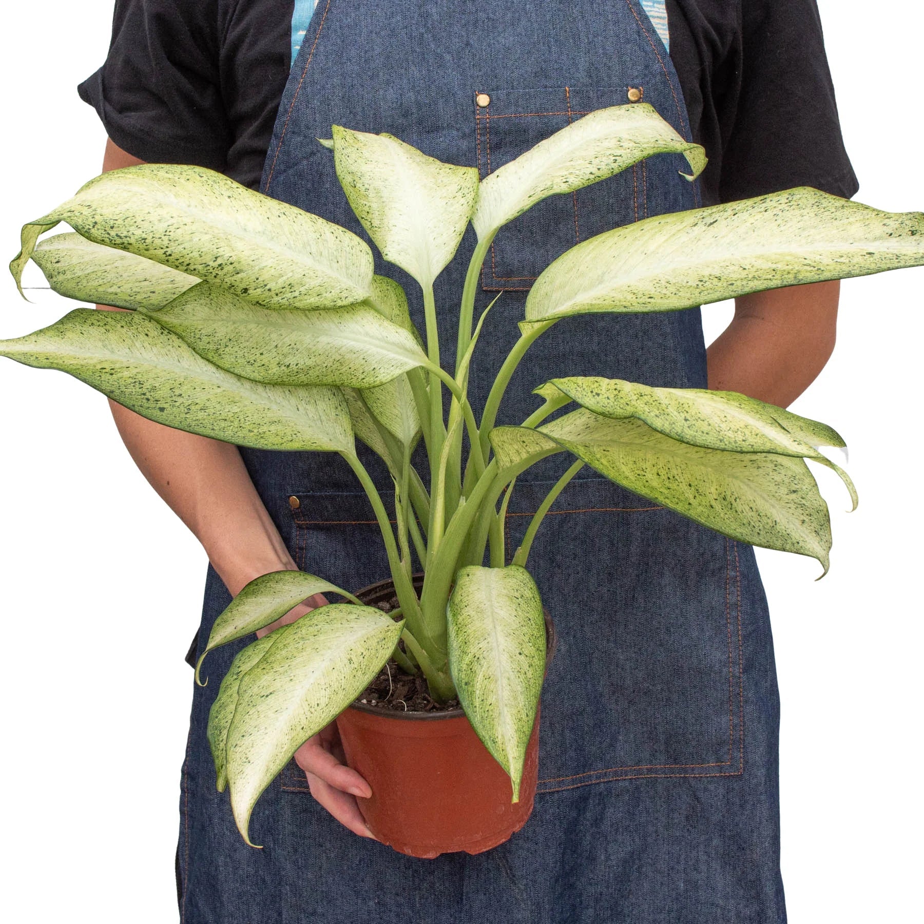 Dieffenbachia 'Camouflage' potted plant