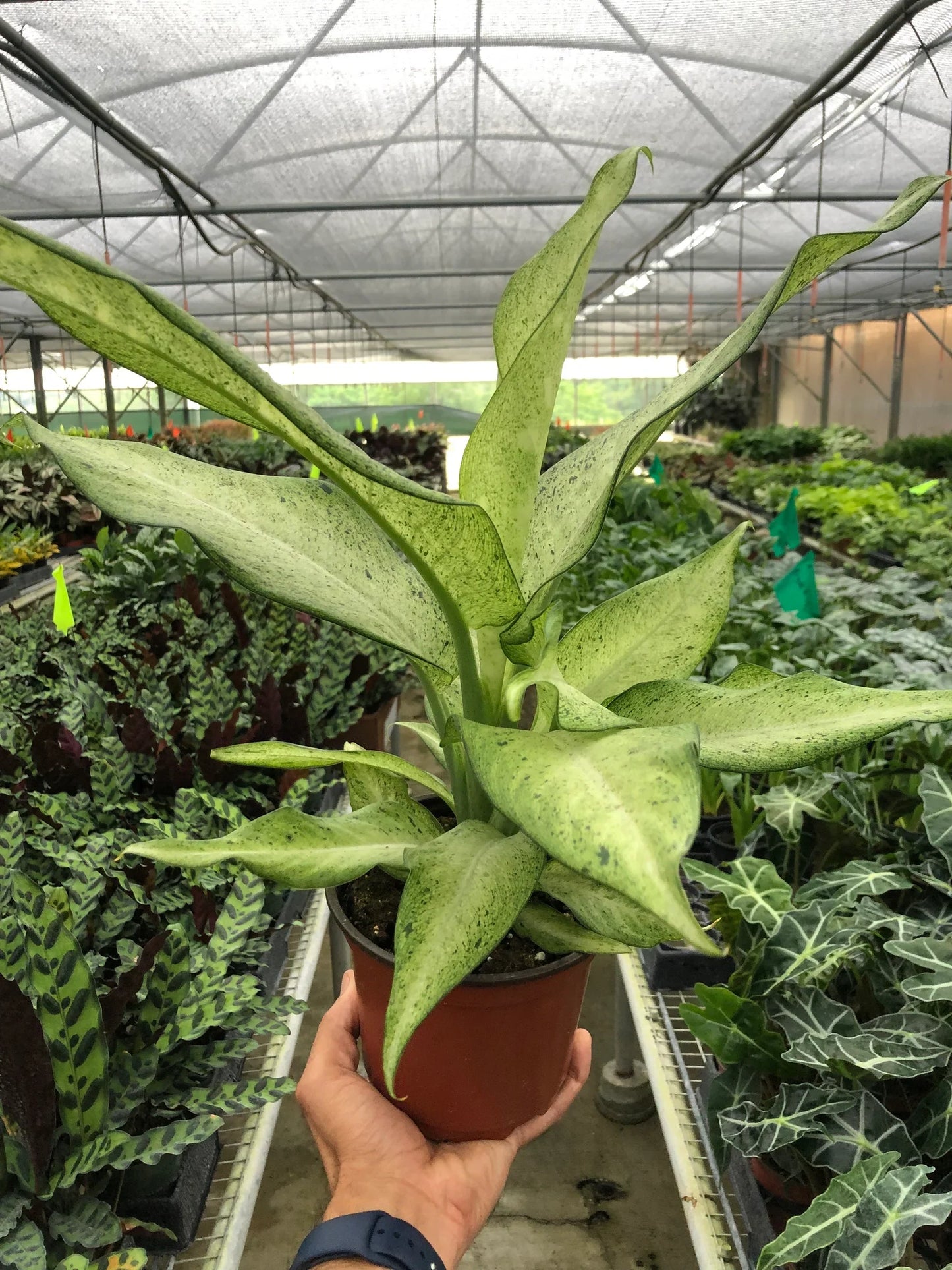 Dieffenbachia 'Camouflage' potted plant