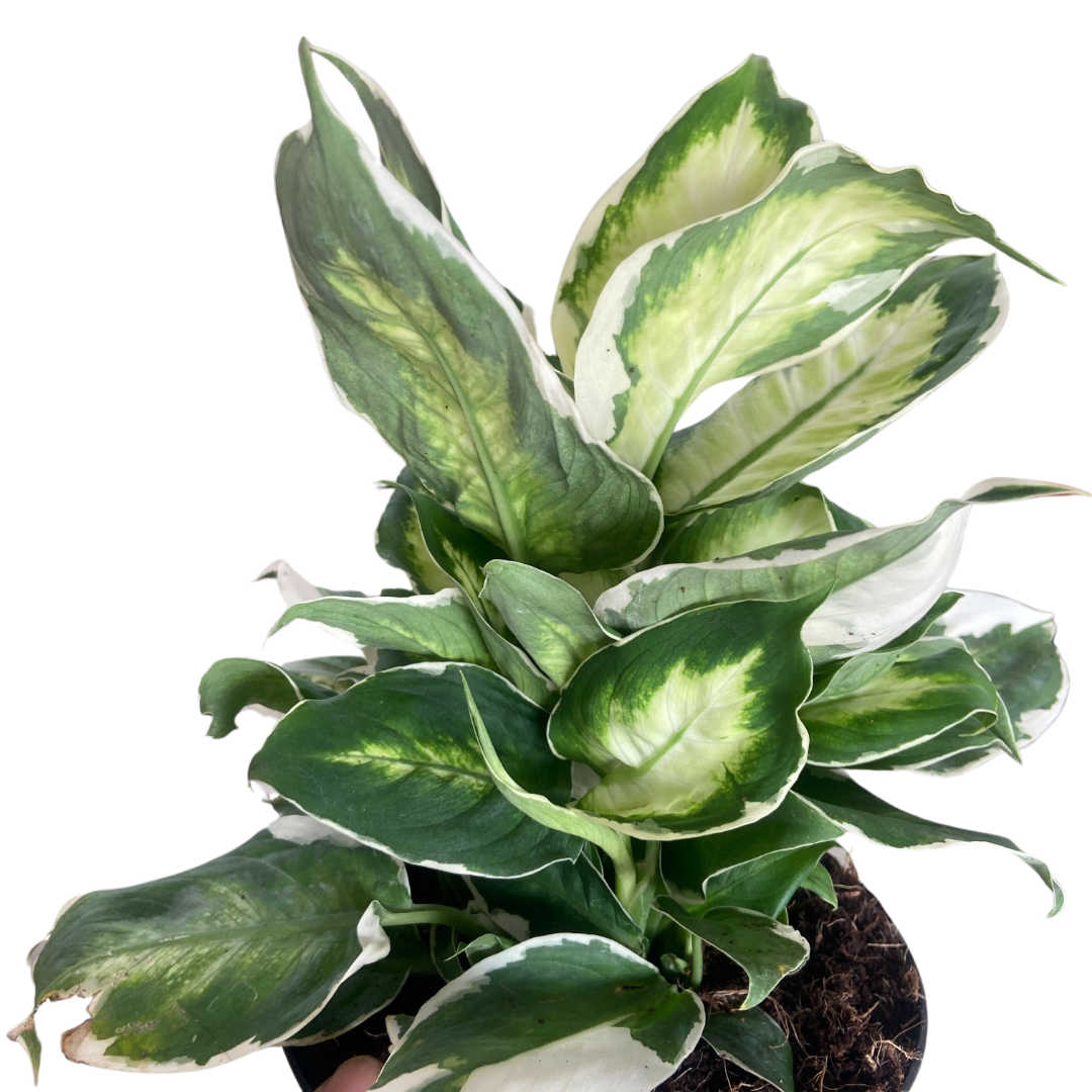 Dieffenbachia 'Cool Beauty' potted plant