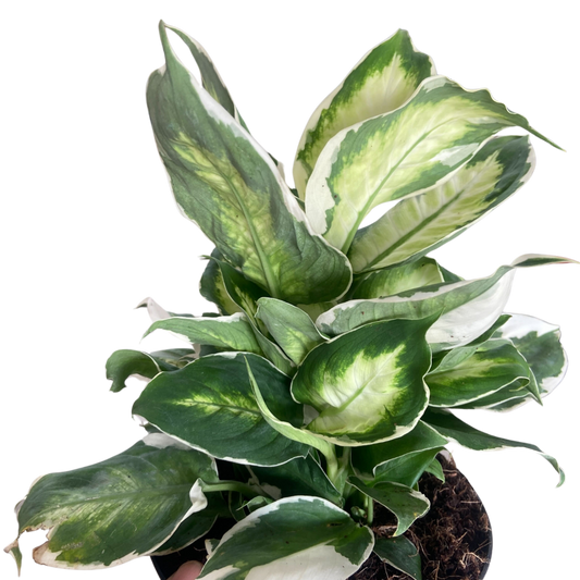 Dieffenbachia 'Cool Beauty' potted plant