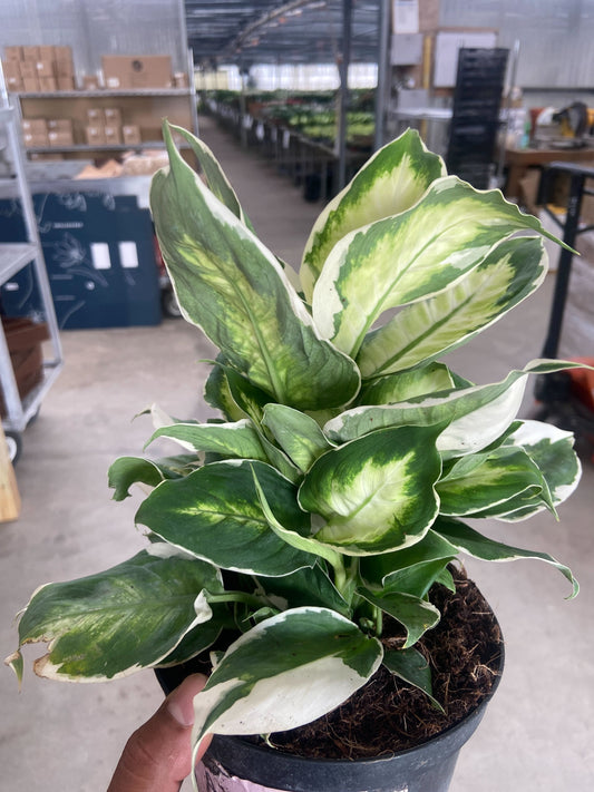 Dieffenbachia 'Cool Beauty' potted plant