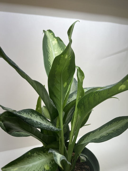 Dieffenbachia Panther potted plant