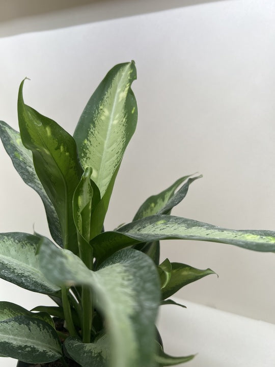 Dieffenbachia Panther potted plant