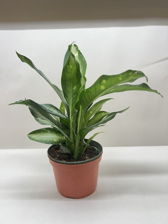 Dieffenbachia Panther potted plant