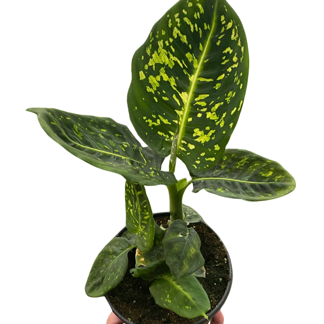 Dieffenbachia 'Reflector' potted plant