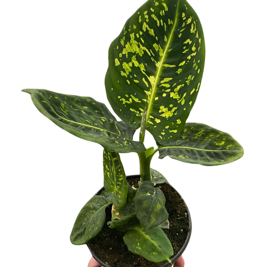 Dieffenbachia 'Reflector' potted plant