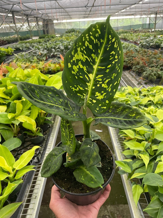 Dieffenbachia 'Reflector' potted plant
