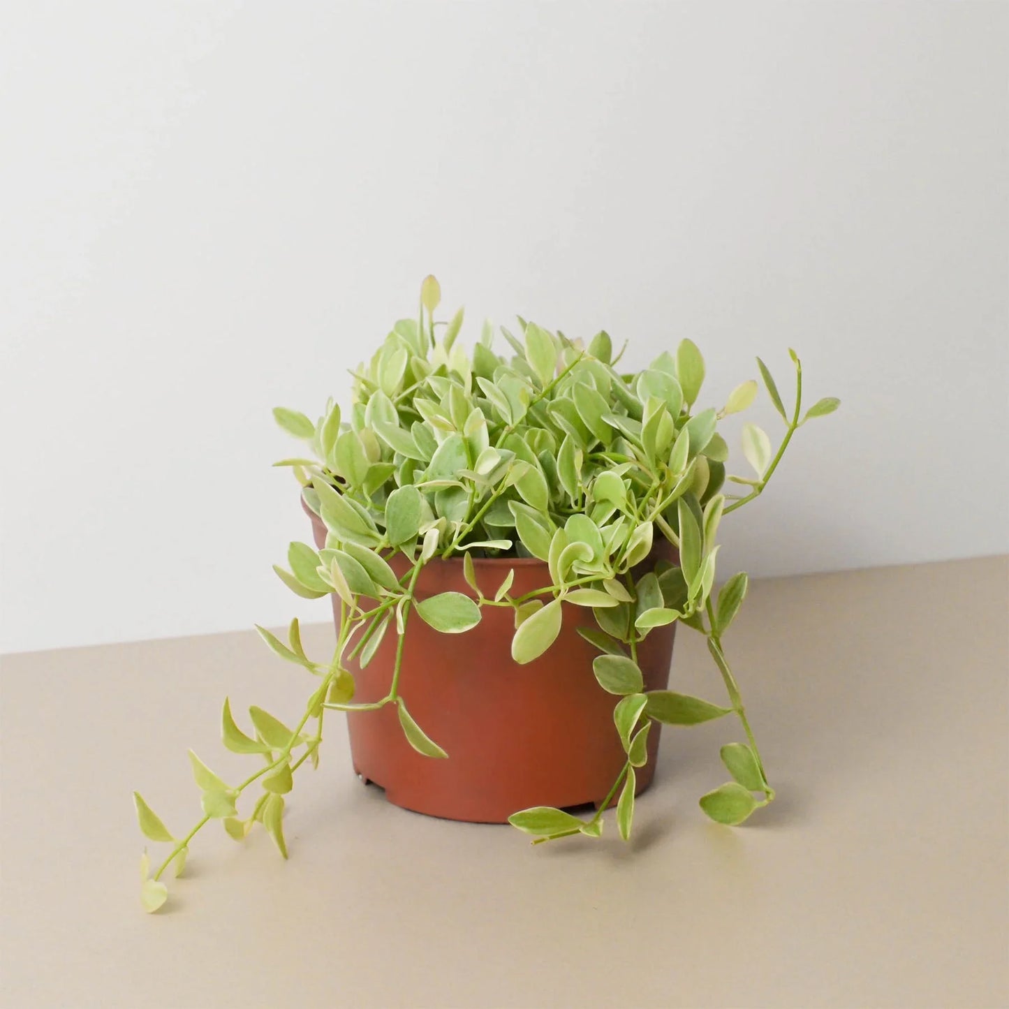 Succulent Dischidia Cascade potted plant