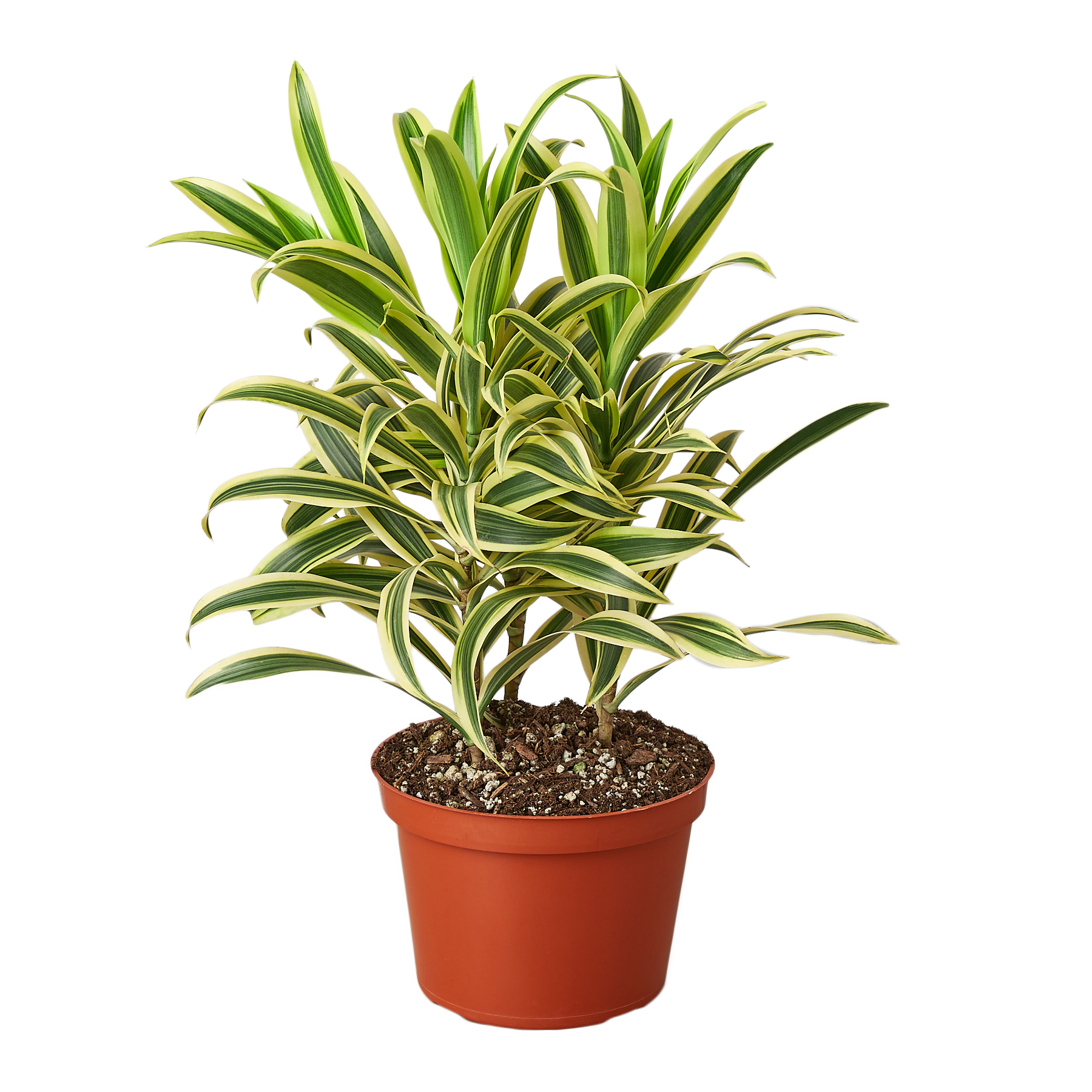 Dracaena 'Song of India' 6" potted plant