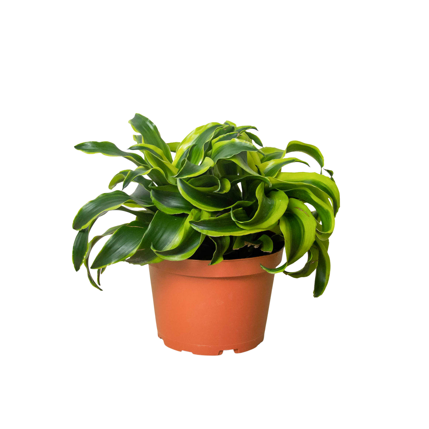 Dracaena 'Tornado' 4" potted plant