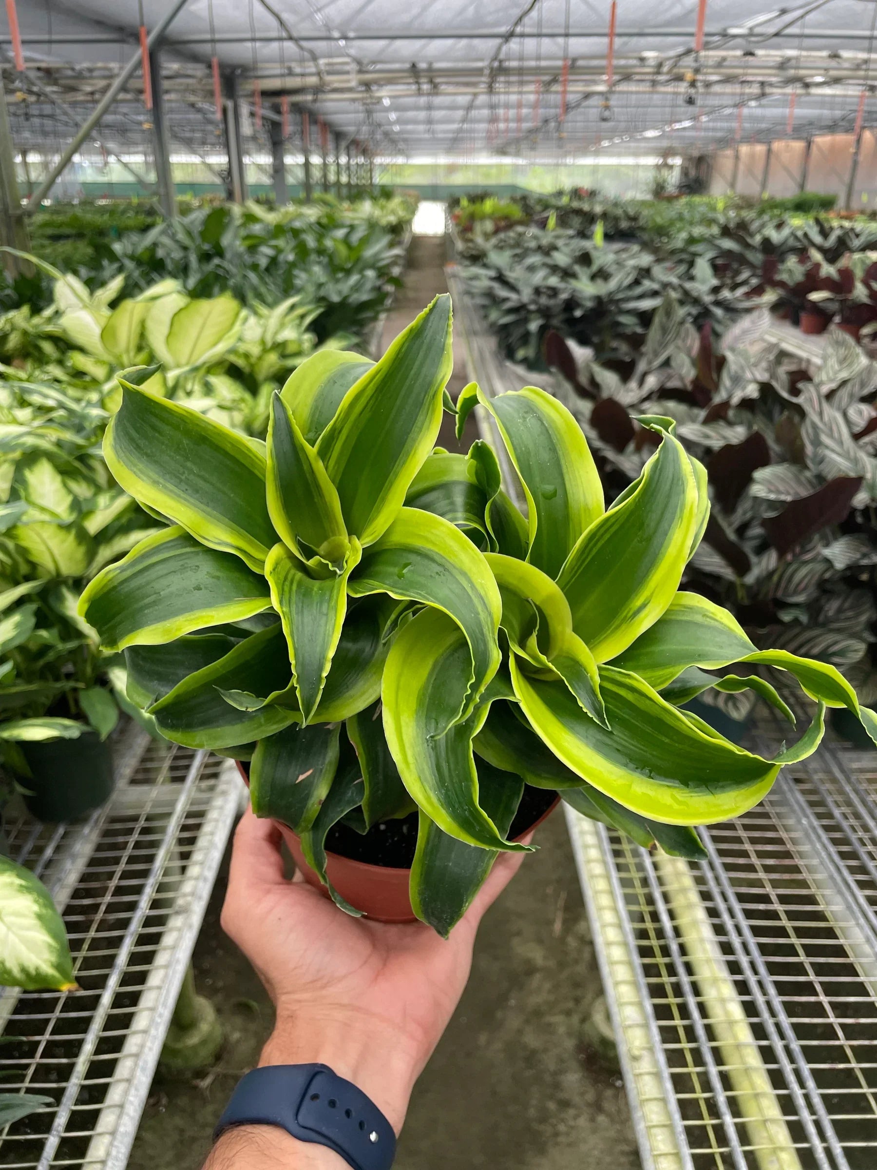 Dracaena 'Tornado' 4" potted plant