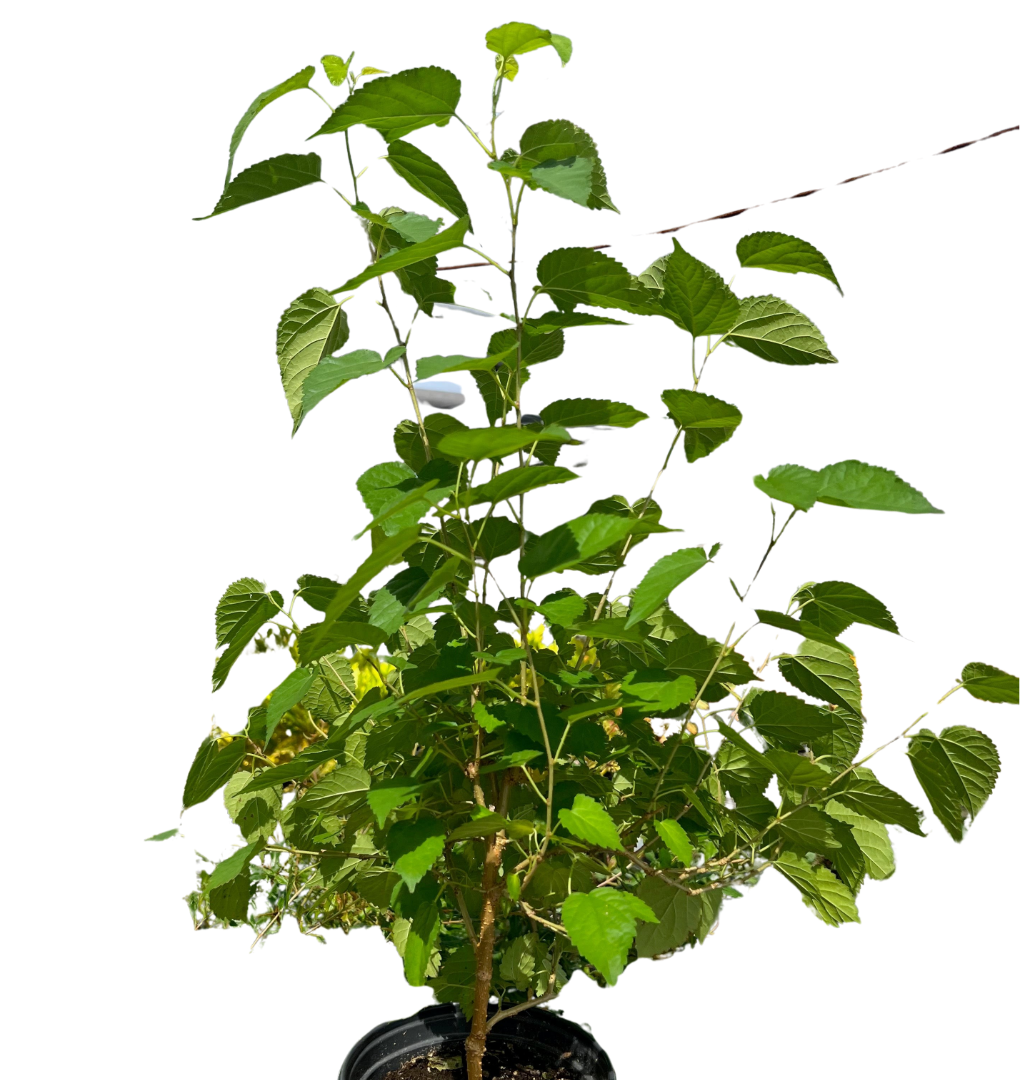 ED Mulberry potted plant