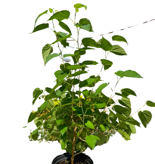 ED Mulberry potted plant