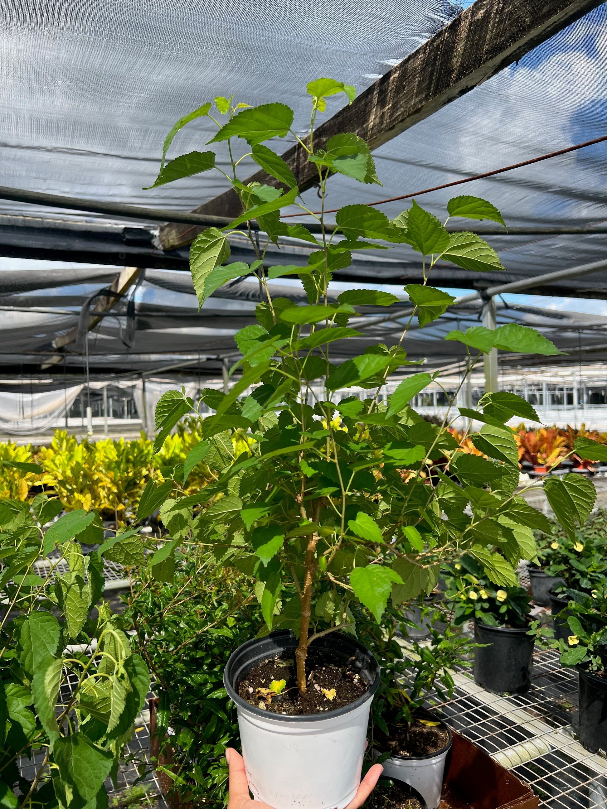 ED Mulberry potted plant