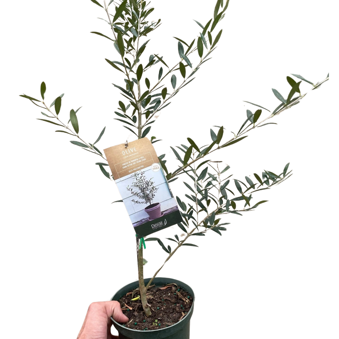 Common Olive Tree (Olea europaea) potted plant