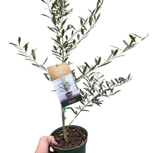 Common Olive Tree (Olea europaea) potted plant